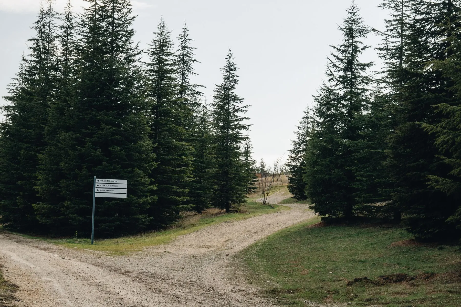 A signpost at a crossroads, illustrating options other than surgery.