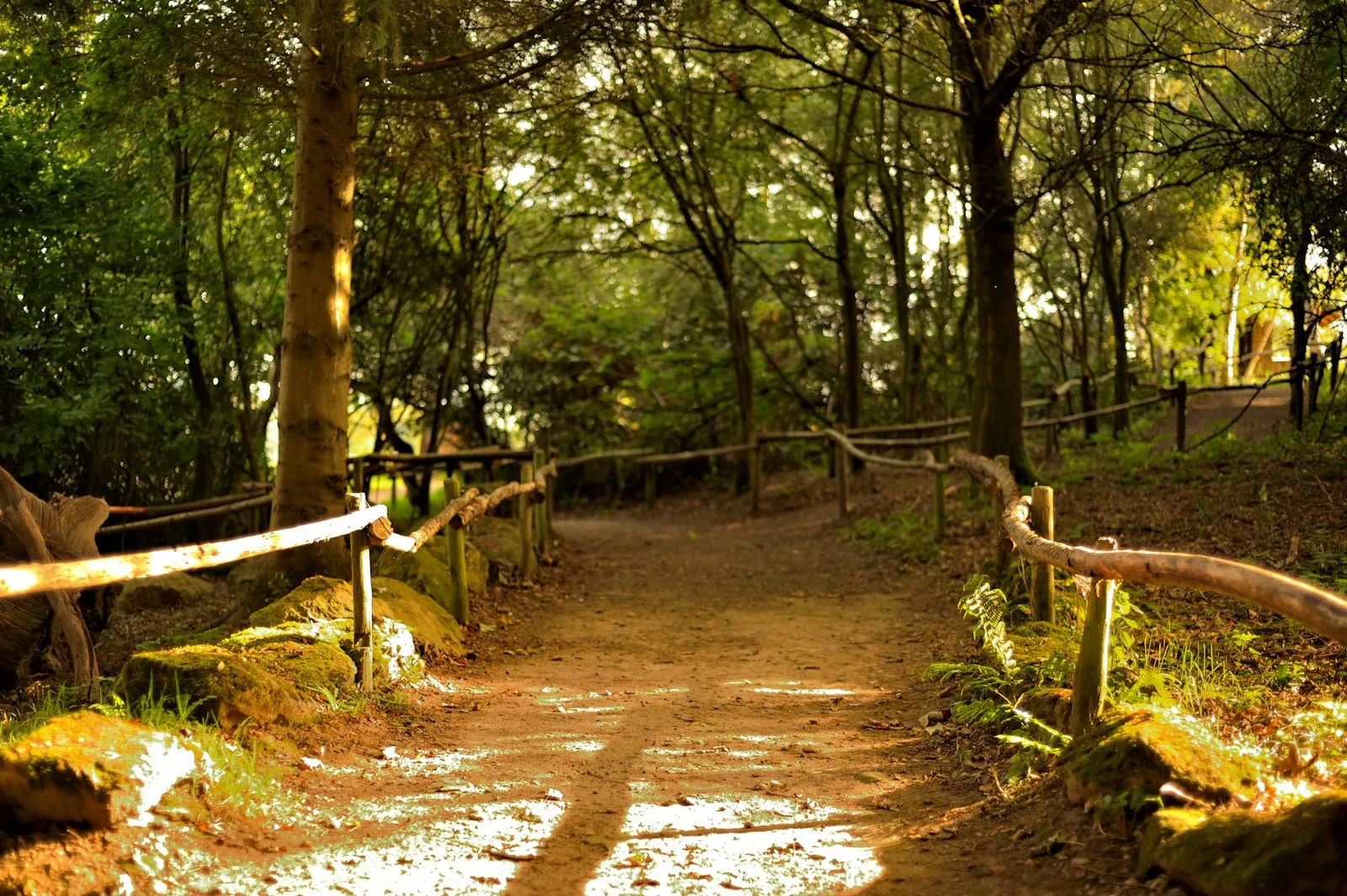 A path dividing in two, illustrating choosing between surgery and other options.