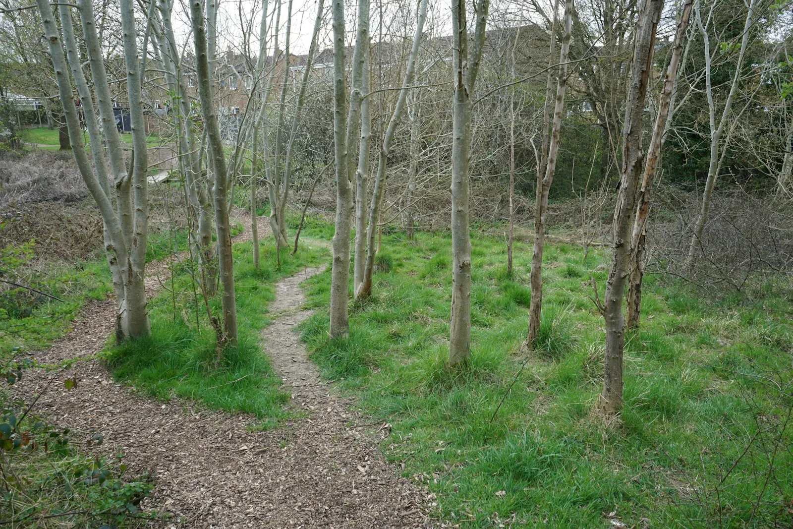 A path dividing, illustrating a choice between different routes.