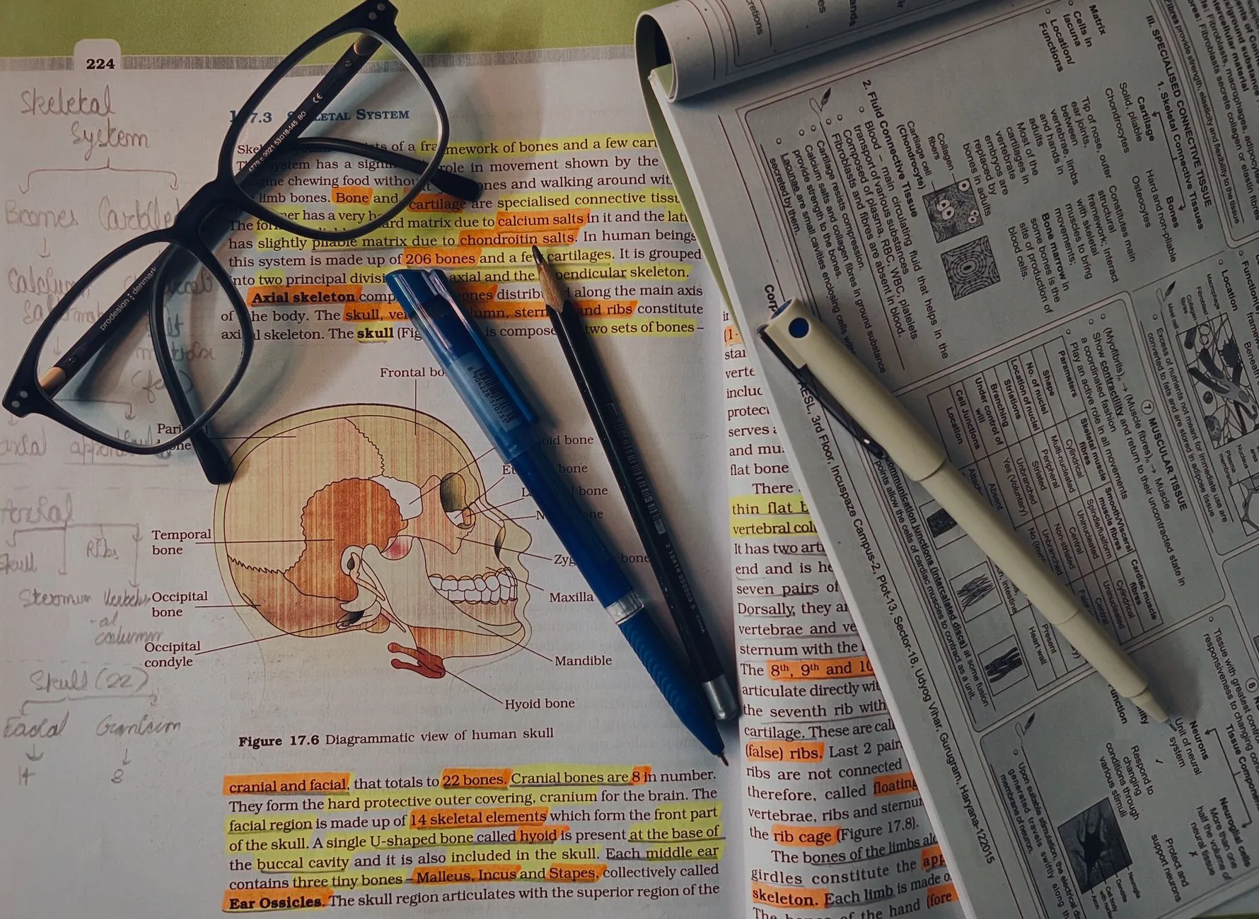 An anatomy text open on a desk, illustrating why this area carries specific risk.