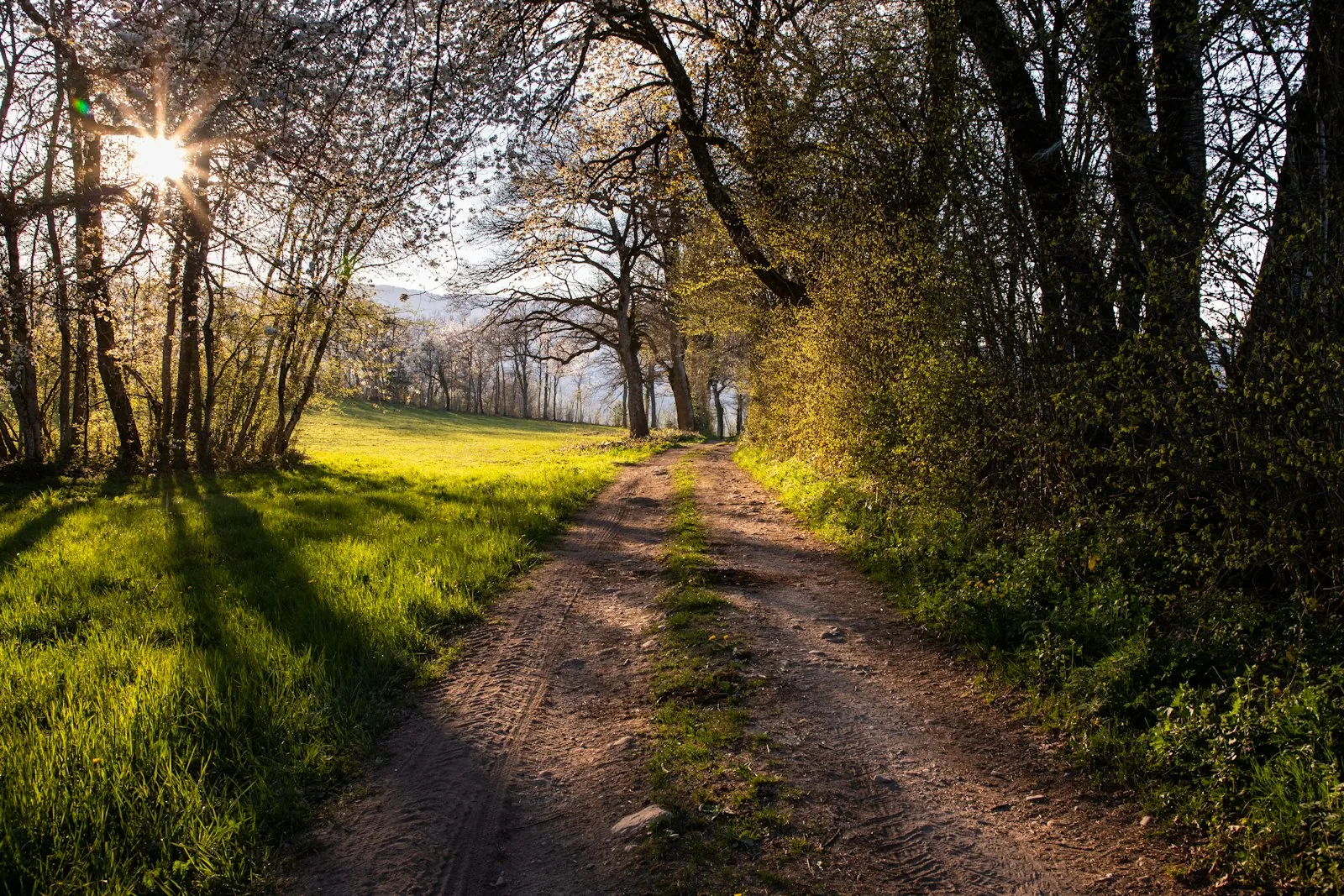 A path dividing, illustrating choosing between surgical and non-surgical routes.