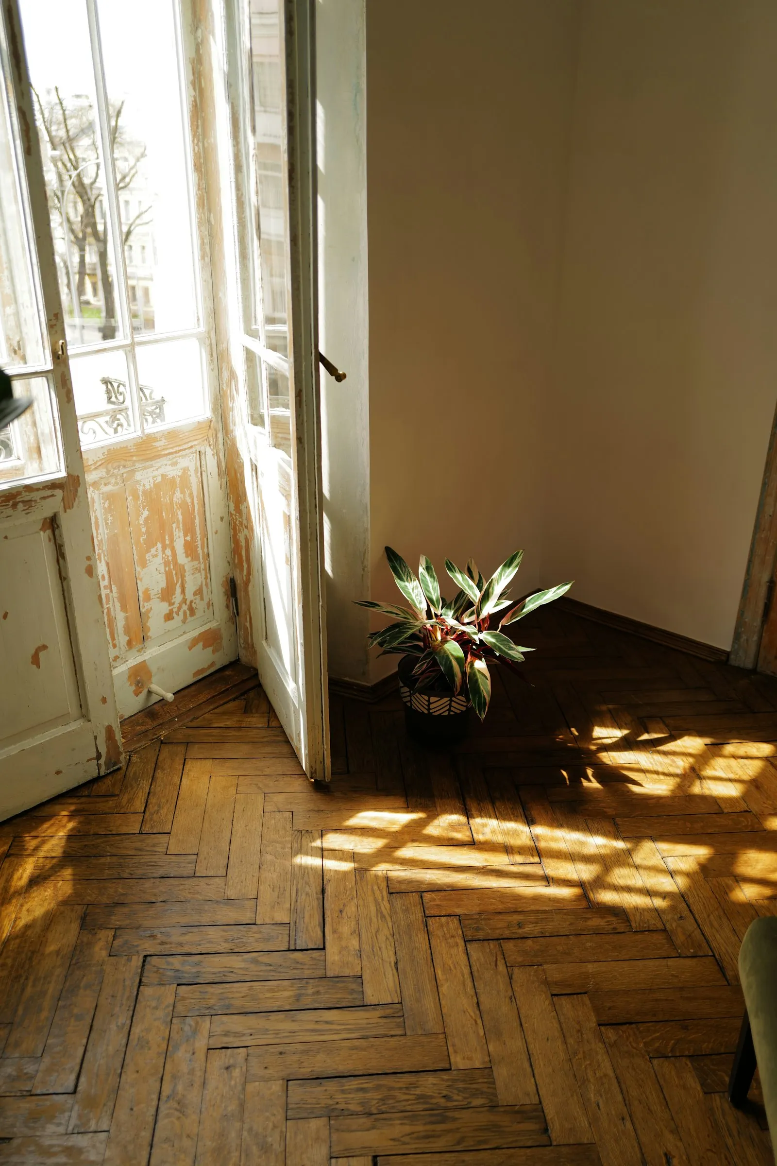 A sunlit room with a wooden floor and a plant by the window.